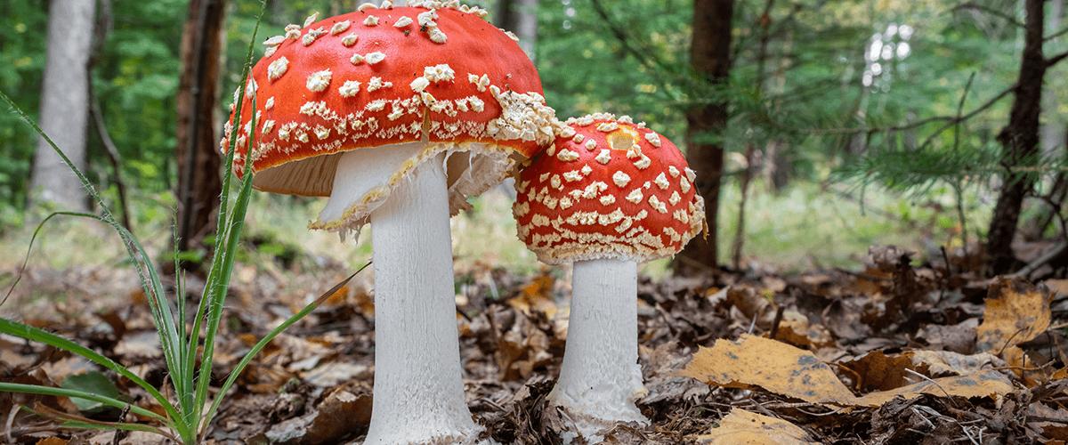 Fly Agaric